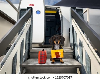 dachshund sausage   dog  with luggage bag ready to travel as pet in cabin in plane or airplane as a passanger, for summer vacation holidays