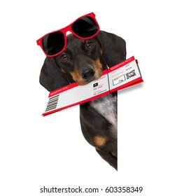 dachshund or sausage  dog on summer vacation holidays with airline flight ticket  isolated on white background