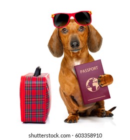 dachshund or sausage  dog on summer vacation holidays with passport document or  ticket and bag or luggage , isolated on white background