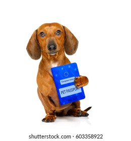 dachshund or sausage  dog on summer vacation holidays with passport document or  ticket and bag or luggage , isolated on white background