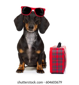 dachshund or sausage  dog on summer vacation holidays with sunglasses and bag or luggage , isolated on white background