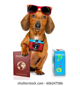 dachshund or sausage  dog on summer vacation holidays with passport document or  ticket and bag or luggage , isolated on white background