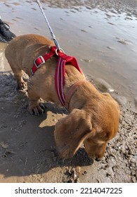 Dachshund Sausage Dog Puppy Pet