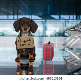 dachshund sausage dog waiting in airport terminal ready to be transported in a pet box by flight volunteer or travel companion to be adopted