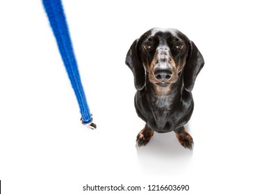 dachshund or sausage  dog waiting for owner to play  and go for a walk with leash, isolated on white background