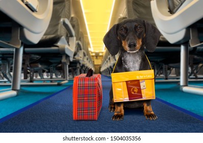 Dachshund Sausage   Dog  Wiht Luggage Bag Ready To Travel As Pet In Cabin In Plane Or Airplane As A Passanger, For Summer Vacation Holidays