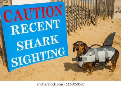 Dachshund in a shark costume at Cape Cod Massachusetts 