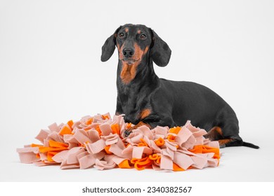 Dachshund sits on dog sniffing mat, looks forward proudly. Interactive toy for pet, develops sense of smell, logical thinking, search for dry food hidden in pockets of textile ribbon. Find treat nose  - Powered by Shutterstock