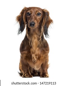 22,398 Dachshund Sitting Images, Stock Photos & Vectors | Shutterstock