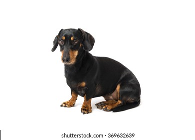 A Dachshund Sitting On White Background