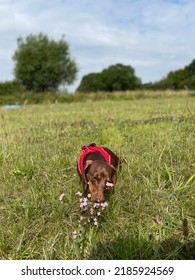 Dachshund Sniffing Pink Flowers In A Summer Meadow Setting. Chocolate And Tan Colour Dog.