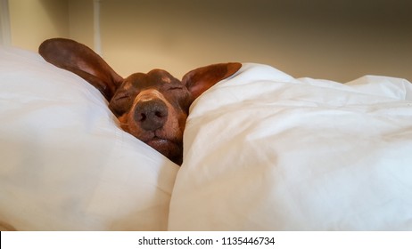 Dachshund snuggled up and asleep in human bed.