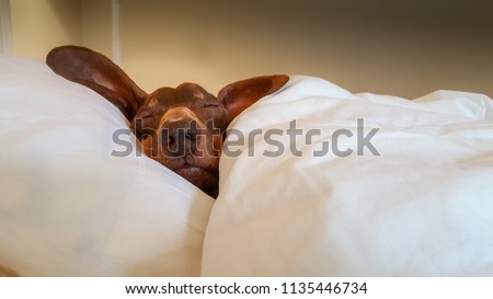 Dachshund snuggled up and asleep in human bed.