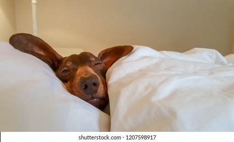 Dachshund snuggled in human bed with one eye open.
