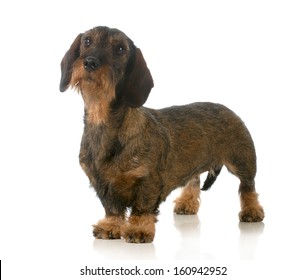 dachshund standing looking up isolated on white background 