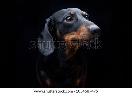 Similar – Vigilant dachshund