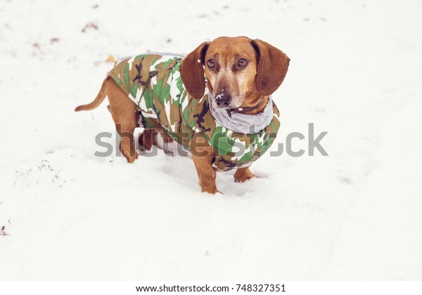 Dachshund Winter Nature On Snow Camouflage の写真素材 今すぐ編集