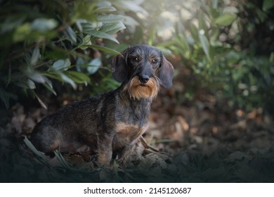 Dachshund (Wire Haired), Breed Standard Amazing Portrait