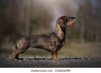 Dachshund (Wire Haired) Standard Dog, Breed Standard