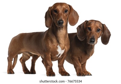 Dachshunds, 4 years old and 7 months old, standing in front of white background