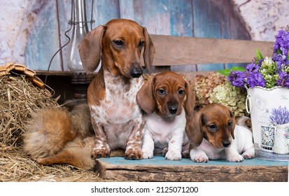 Dachshunds dog piebald, family of dachshunds, mother and two puppies