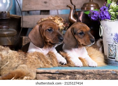 Dachshunds dog piebald, family of dachshunds, two puppies