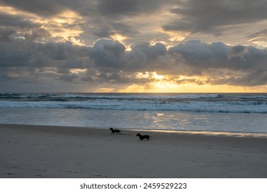 Dachsund sausage dogs on beach dawn sunrise, walking leads dragging, ocean waves golden sun light rays, dramatic clouds, Gold Coast Queensland Australia, lifestyle coastal - Powered by Shutterstock