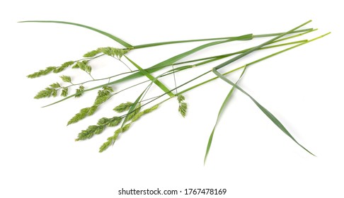 Dactylis glomerata, also known as cock's-foot, orchard grass or cat grass. Isolated