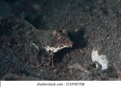 Dactylopus Kuiteri, Known Commonly As The Kuiter's Dragonet, Is A Species Of Marine Fish In The Family Callionymidae. The Kuiter's Dragonet Is Widespread Throughout The Tropical Waters 