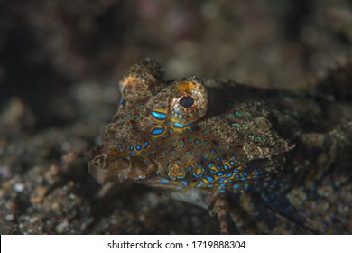 Dactylopus Kuiteri, Known Commonly As The Kuiter's Dragonet, Is A Species Of Marine Fish In The Family Callionymidae. 