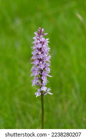 Dactylorhiza fuchsii, the common spotted orchid, is a species of flowering plant in the orchid family Orchidaceae. Asparagales, Orchidaceae, Orchidoideae. Flower, plant. - Shutterstock ID 2238280207
