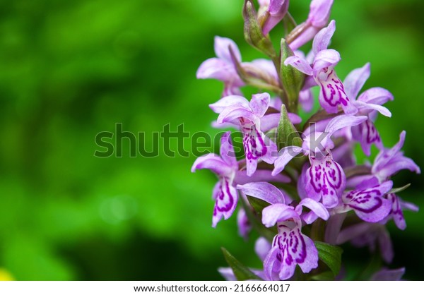 Dactylorhiza fuchsii, the common spotted orchid\
on a mountain\
meadow.