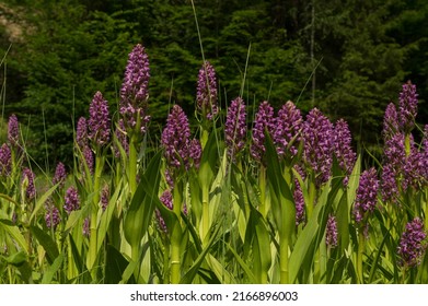 Dactylorhiza incarnata, the early marsh-orchid, is a perennial, temperate-climate species of orchid generally found growing in wet meadows. - Shutterstock ID 2166896003