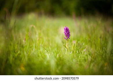 Dactylorhiza majalis. Free nature. Beautiful picture. Orchid of the Czech Republic. Beautiful photo. Wild nature of the Czech Republic. Plant. Orchids of Europe.Morning meadow with wild orchid flowers