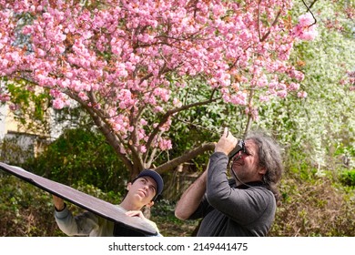 Dad And Son Are Shooting Sakura Blossoms In Springtime. The Son Assists With A Reflector The Father Who Is Photographing These Beatiful Blossoms. A Family Leasure Time Actitvity.