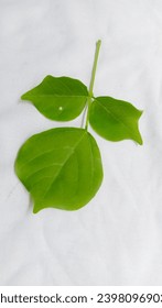 Dadap sirap leaves are commonly used by Javanese people to compress hot bodies