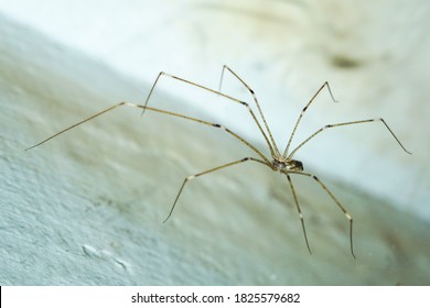 Daddy long legs cellar spider (Pholcus phalangioides) hanging on its web isolated with white rustic wall background at Yogyakarta, Indonesia, Southeast Asia.
