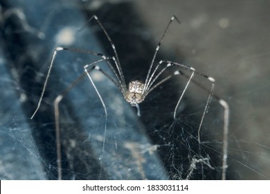 Daddy long legs cellar spider (Pholcus phalangioides) hanging on its web isolated in dark rustic wall background at Yogyakarta, Indonesia, Southeast Asia.