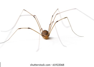 Daddy Long Legs (Opiliones)