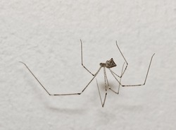 Daddy Long Legs Spider (Crossopriza Lyoni) In A Web With A White Wall Background. Common Cellar Spider Of The Pholcidae Family Found Worldwide.