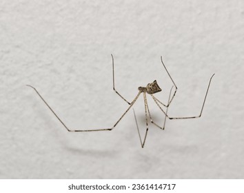 Daddy long legs spider (Crossopriza lyoni) in a web with a white wall background. Common cellar spider of the Pholcidae family found worldwide.