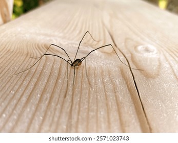 daddy long legs spider sitting on a wooden wall. 