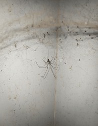 Daddy Long-legged Spiders Or Long-bodied Cellar Spiders.
