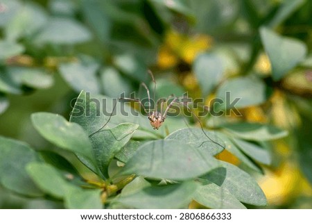 A daddy longlegs spider with long, thin legs rests on green leaves.