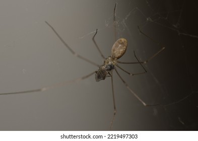 The Wildlife Information Centre - Daddy Long-legs Spider - Pholcus