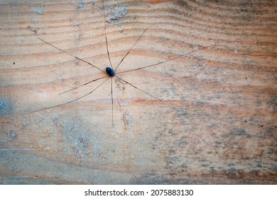 Daddy-longlegs on wooden post with detail and negative space for copy - Shutterstock ID 2075883130