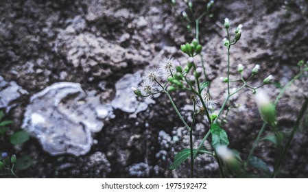 Dadelion Flower Plantation Background Stock Photo 1975192472 Shutterstock