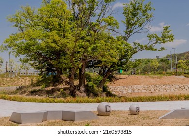 Daejeon, South Korea; May 1, 2022: Closeup Of Copse Of Old Growth Trees In New Urban Park.