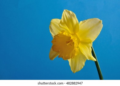 daffodil