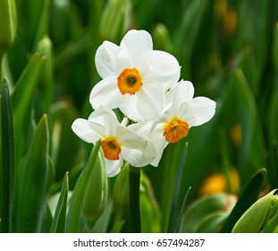 Daffodil